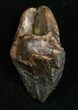 Unerupted Triceratops Tooth Crown #5706-1